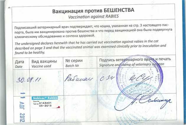 Первые признаки бешенства у кошек - как понять что у кота бешенство? - ветеринарная клиника ситивет