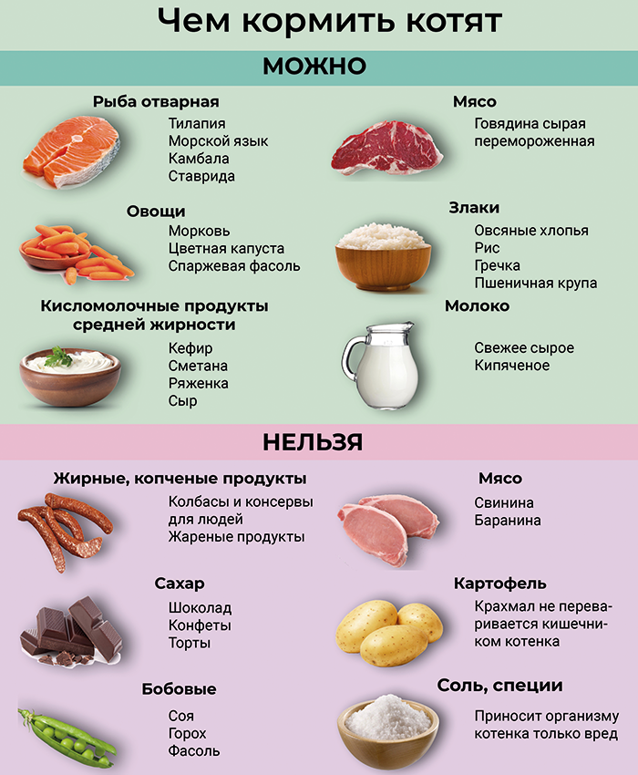 Какие крупы можно давать кошкам?