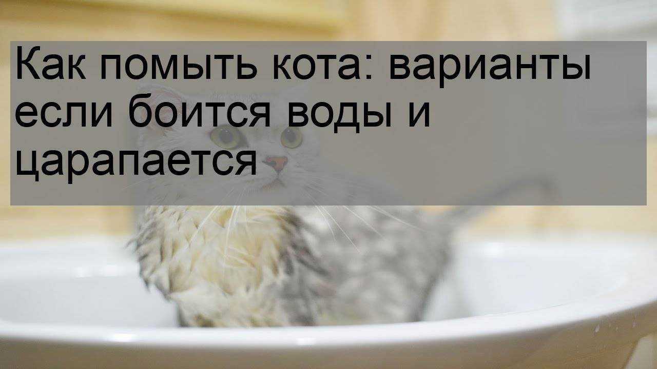 Как искупать кошку если она боится воды и царапается