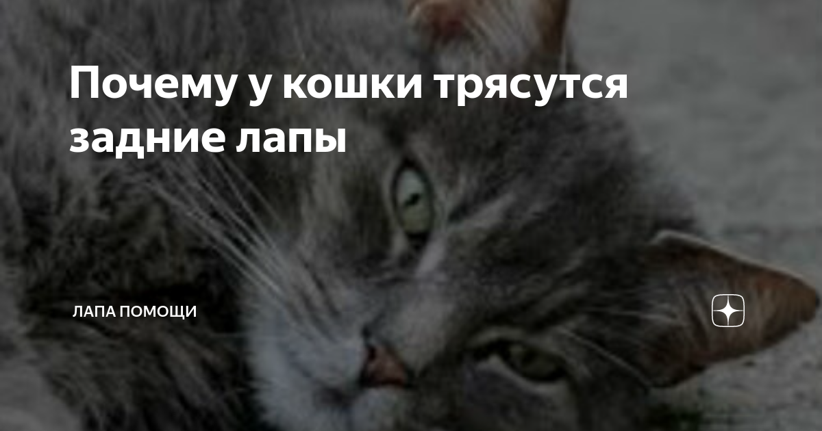 Почему кошка дрожит?