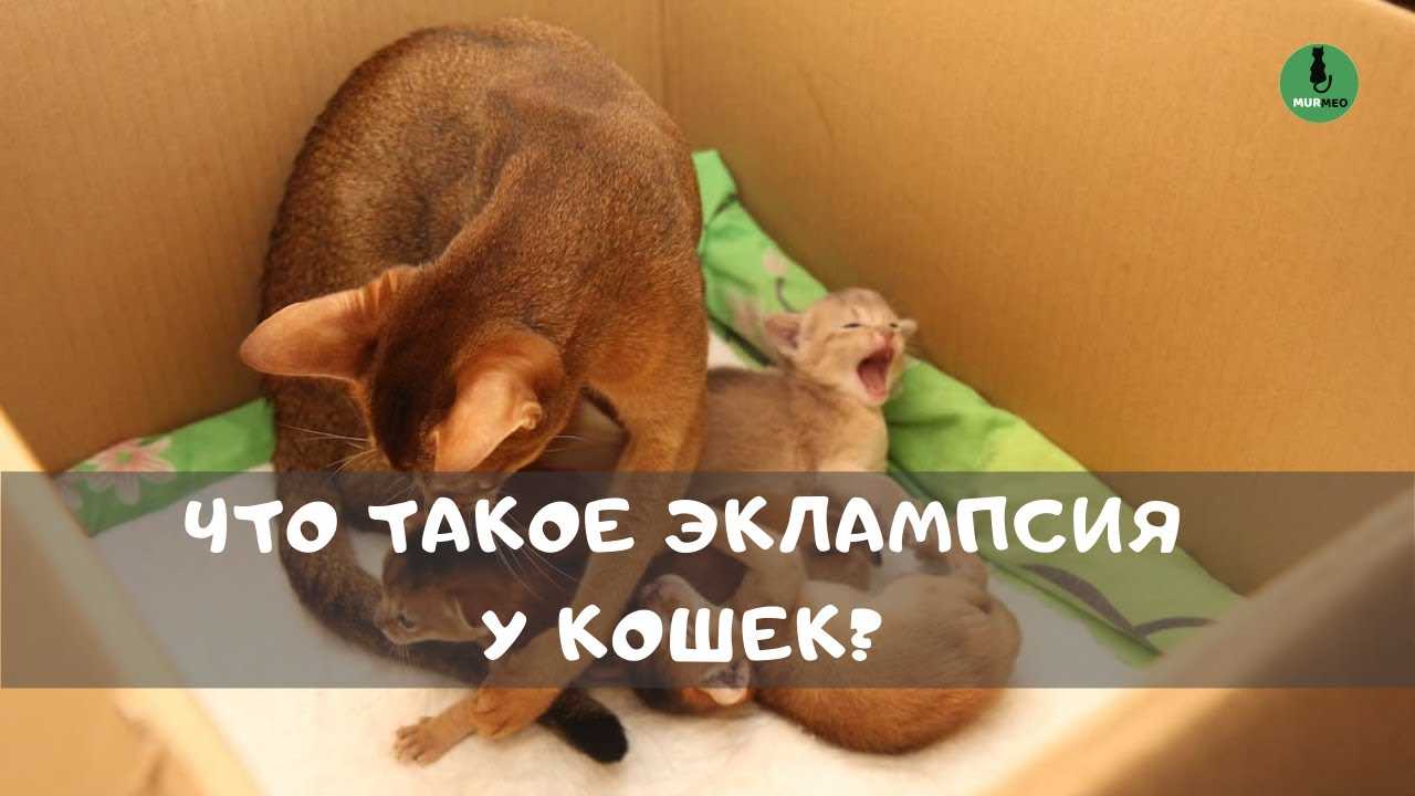Молочная лихорадка у собаки - причины, симптомы и лечение