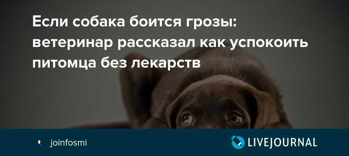 Что делать, если собака боится грозы | блог ветклиники "беланта"