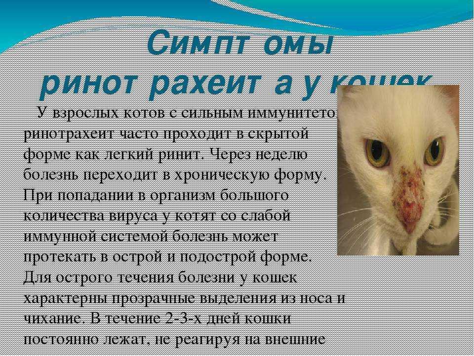Кальцивирус у кошек