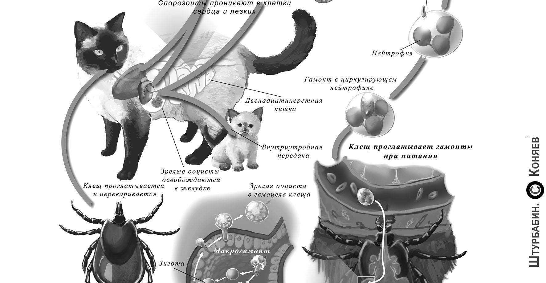 Микоплазмоз у собак: симптомы, лечение, передается ли человеку | все о собаках
