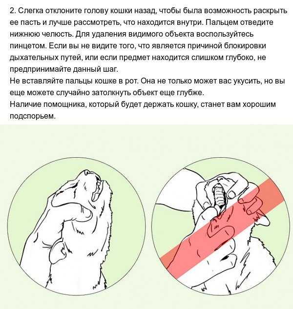 Кашель у кошки: топ-10 причин кашля + советы по профилактике и диагностике заболеваний