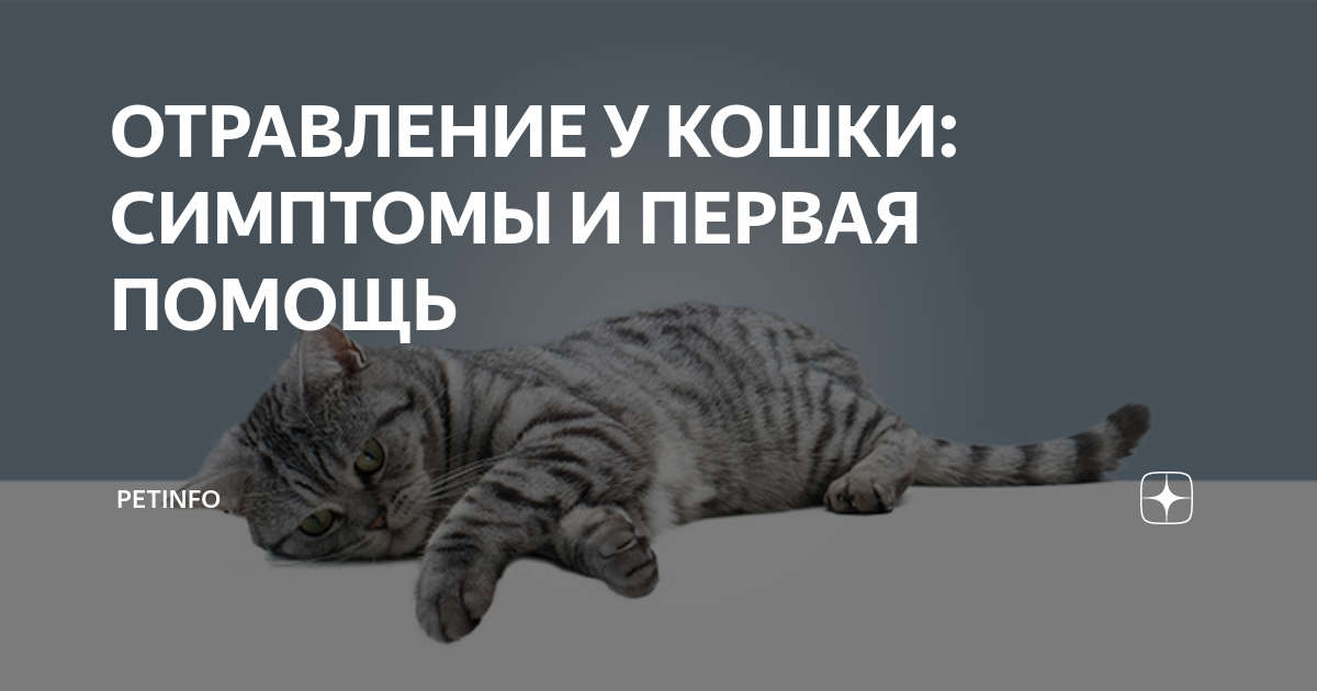 Отравление у кошек: симптомы и лечение в домашних условиях