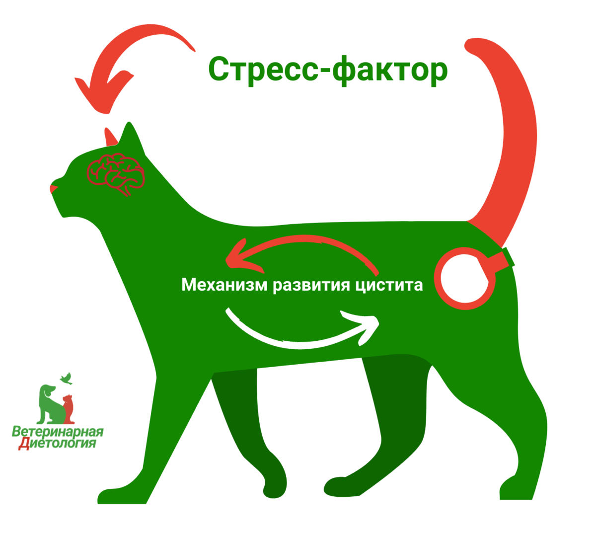 Болезни почек у котов: виды заболеваний и методы их диагностики (инструкция от ветврачей)