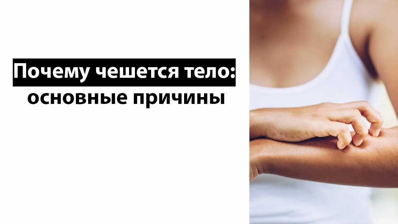 Кот постоянно чешется и вылизывается: почему так происходит, если нет блох, что делать, чем лечить? - блог о животных - zoo-pet.ru