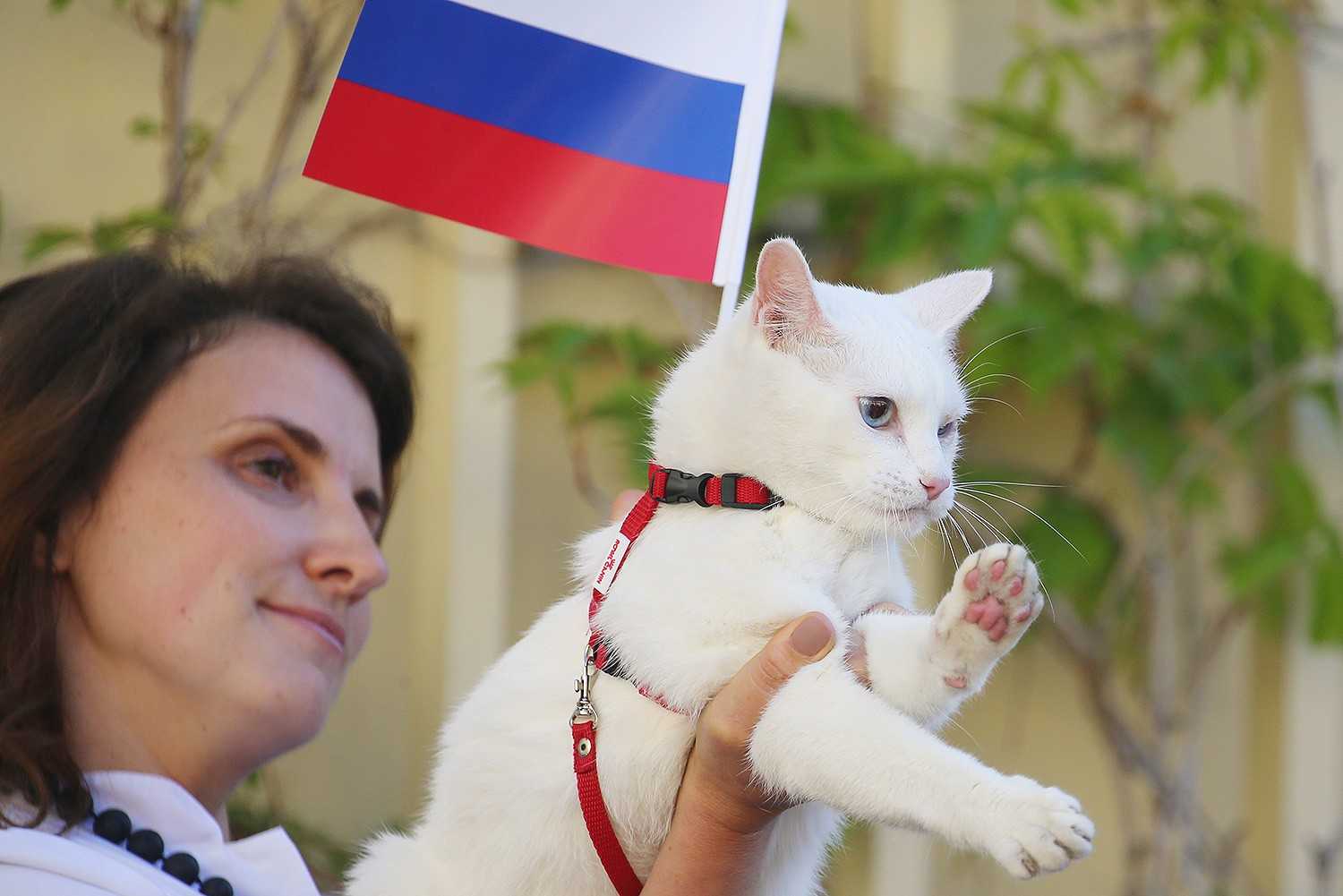 130 известных имен кошек из поп-культуры - хорошо 2024
