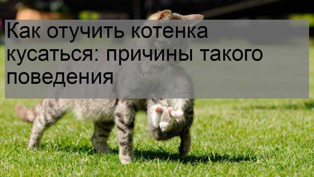 Как сделать так, чтобы кошка перестала кусаться и царапаться