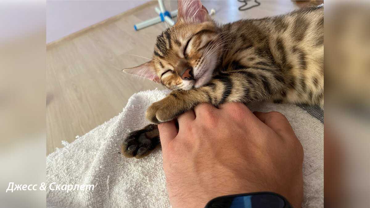Как приручить котёнка к рукам: советы специалистов