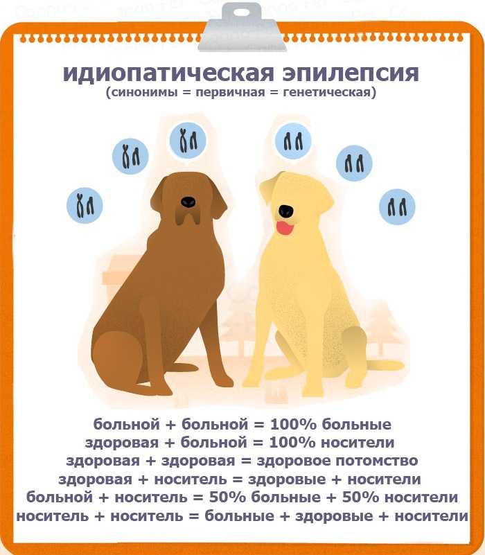 Эпилепсия у кошек: симптомы приступов, первая помощь, существует ли лечение ➜ прогнозы на дальнейшую жизнь