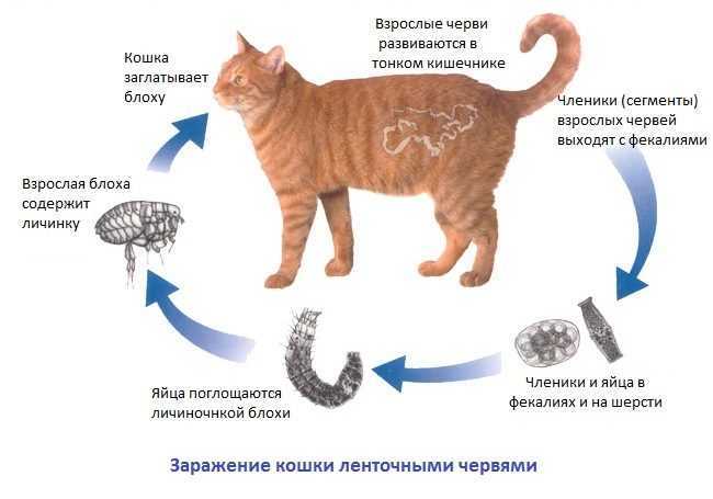 Глисты у кота: симптомы, лечение, профилактика