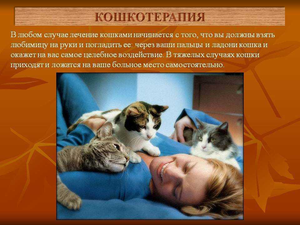 Какие болезни лечат кошки у человека: новости, кошки, лечение, альцгеймер, здоровье, эксперты, дети, домашние животные