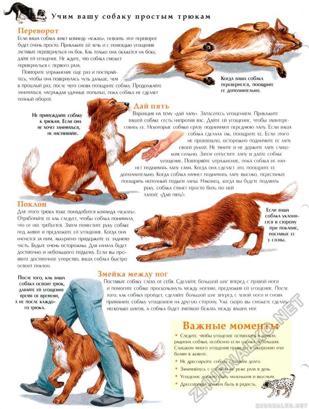 Дрессировка дикой собаки – ключ к счастливому партнёрству длиною в жизнь
