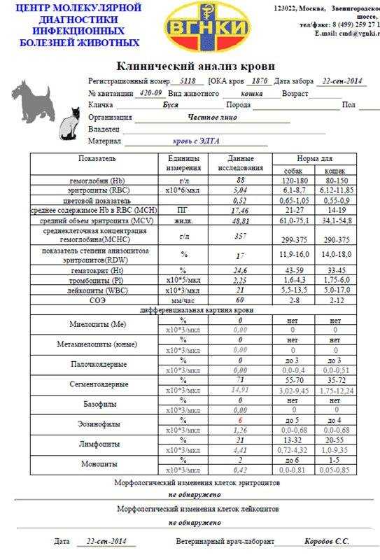 Повышенные и пониженные лейкоциты у кошек - симптомы, лечение, препараты, причины появления | наши лучшие друзья