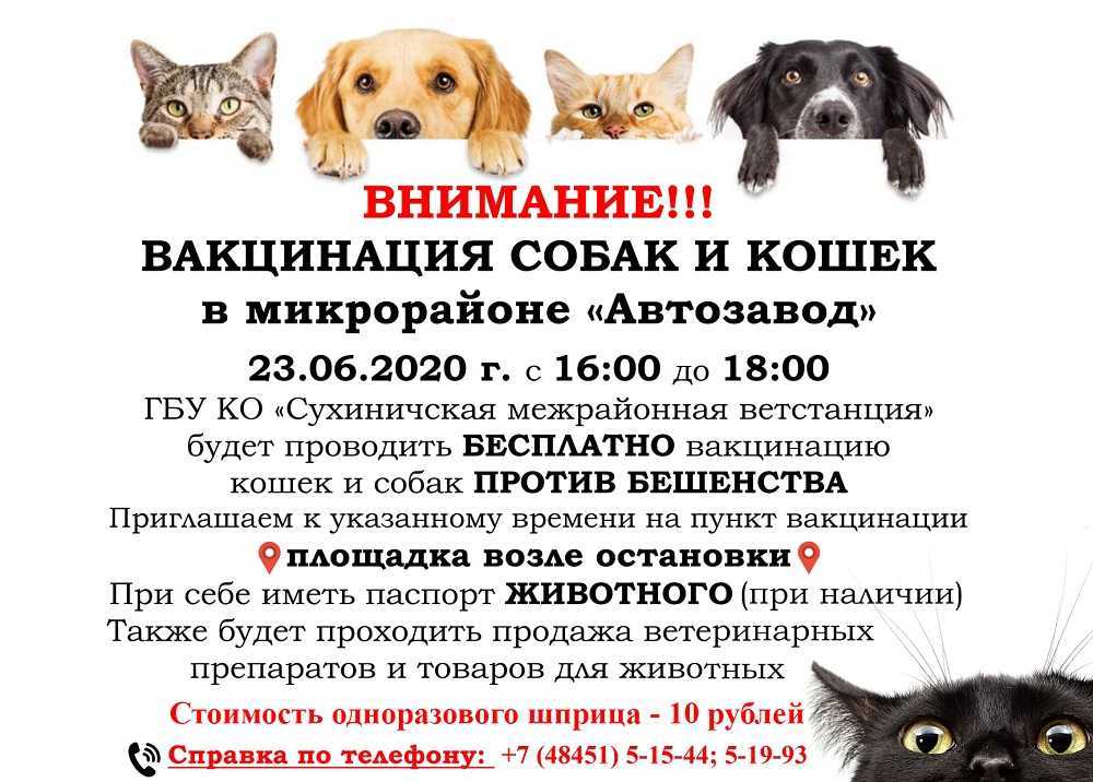 Прививка от бешенства кошке - вакцина против бешенства для кошек в zoostatus»