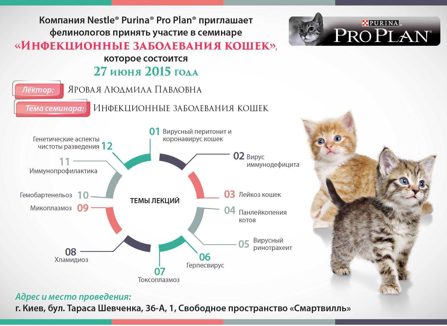 У кота опухла щека: что это может быть?