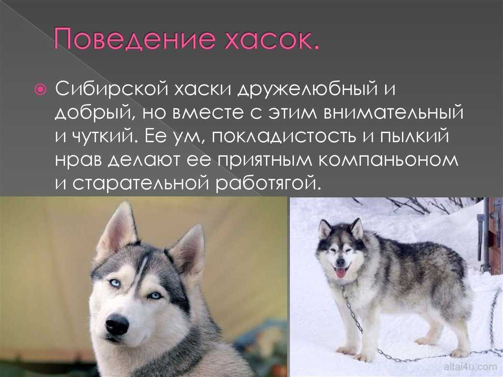 Щенки хаски: особенности выбора породистой собаки и правильного ухода