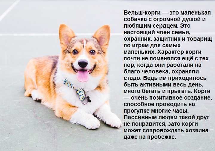 Сикоку: описание породы собак, фото, характер и интересные факты