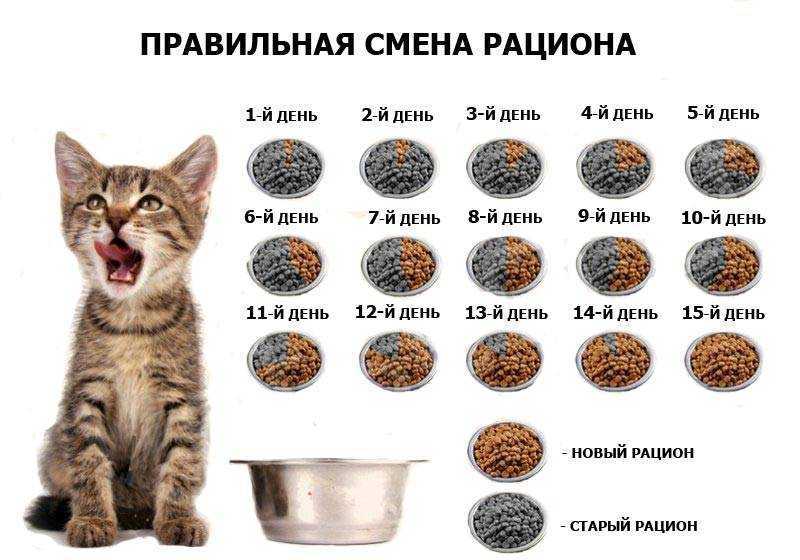 Как готовить еду для кота в домашних условиях