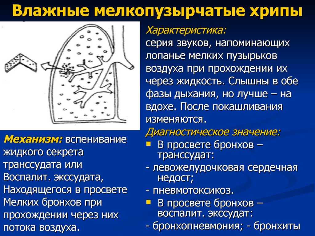 Собака хрюкает при дыхании – предвестник серьезных патологий