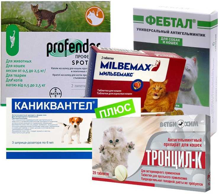 Простые способы давать котам таблетки, даже если они их выплевывают