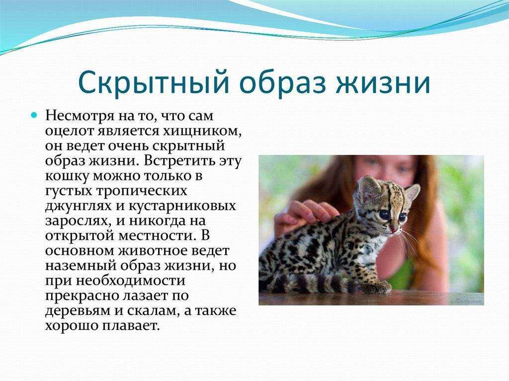 Оцелот: всё о дикой кошке и возможности её содержания и ухода в домашних условиях