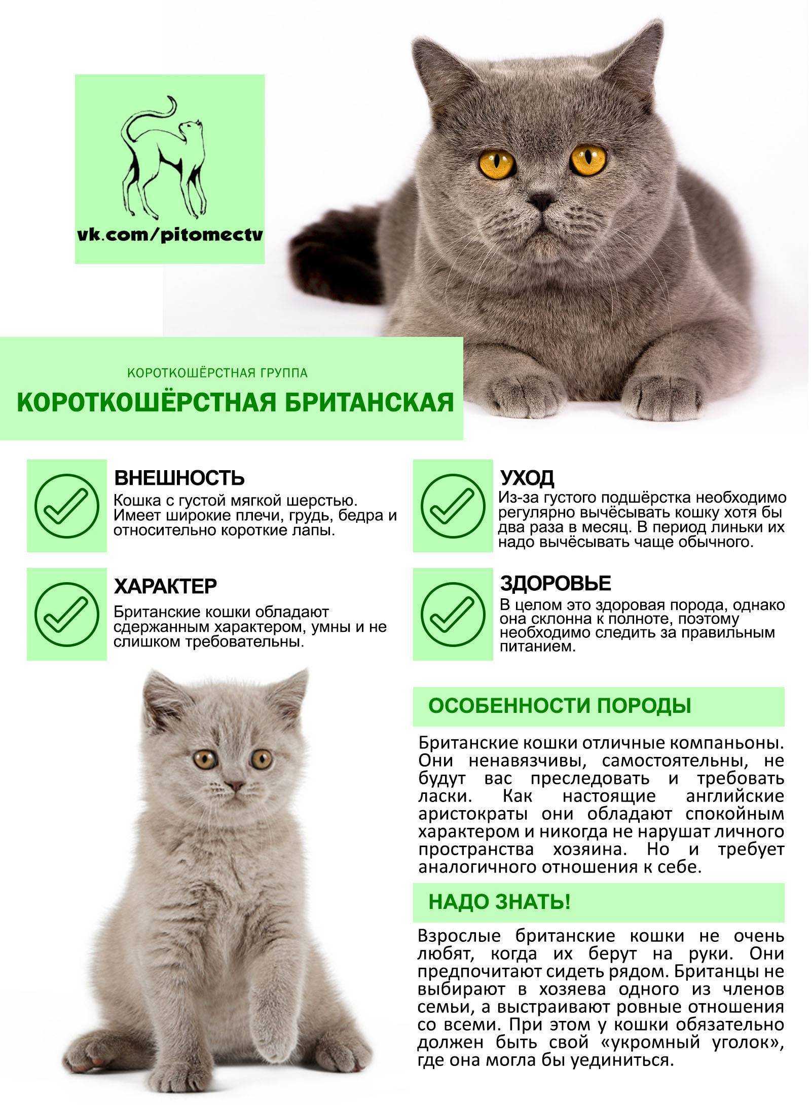 Основные правила кормления британской породы - сухой корм, натуральное питание - котешка.ру