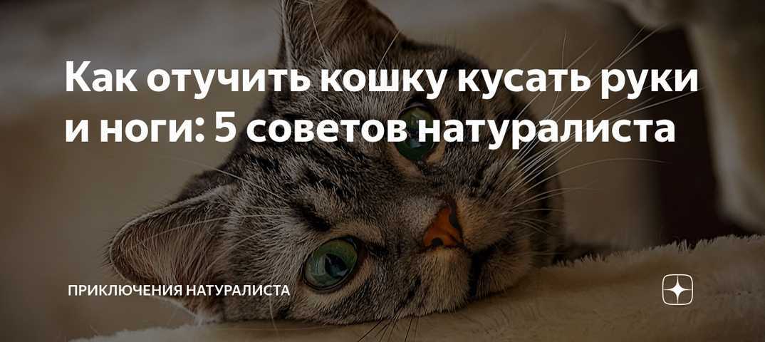 Как отучить кота нападать на вас: 10 шагов