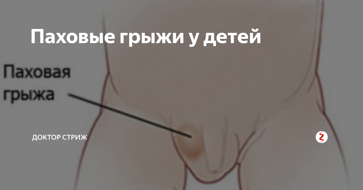 Грыжи у собак: виды, диагностика и лечение