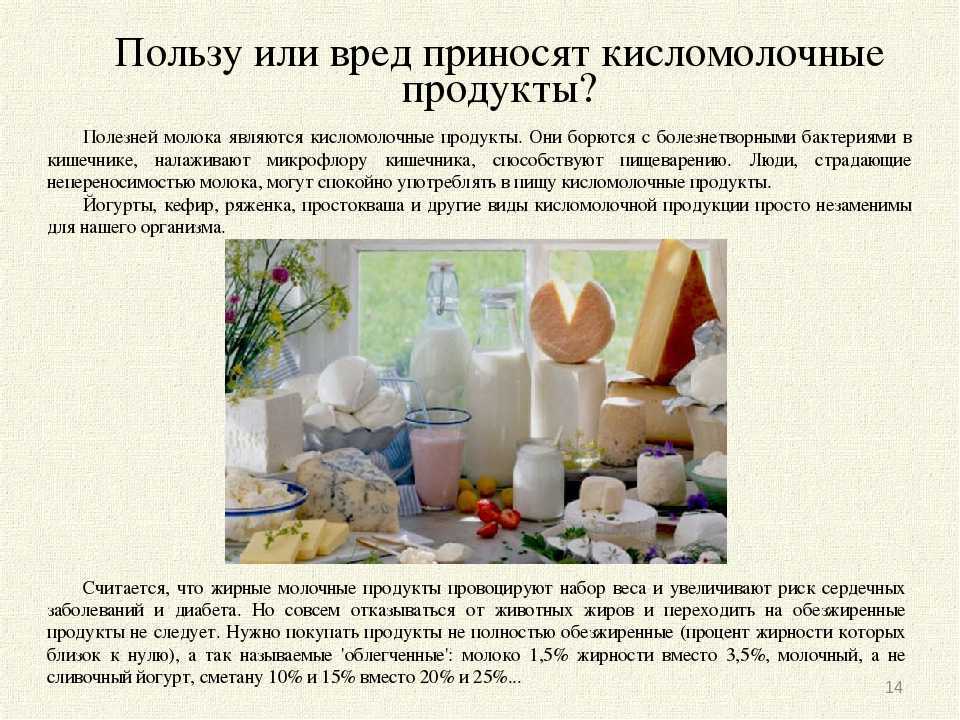 Как правильно кормить собаку: выбор продуктов, советы