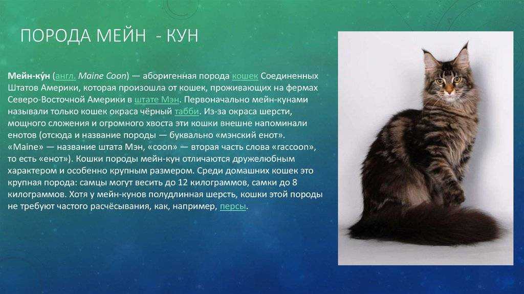 Порода мейн-кун описание характера, окрасы, стандарты, фото и видео