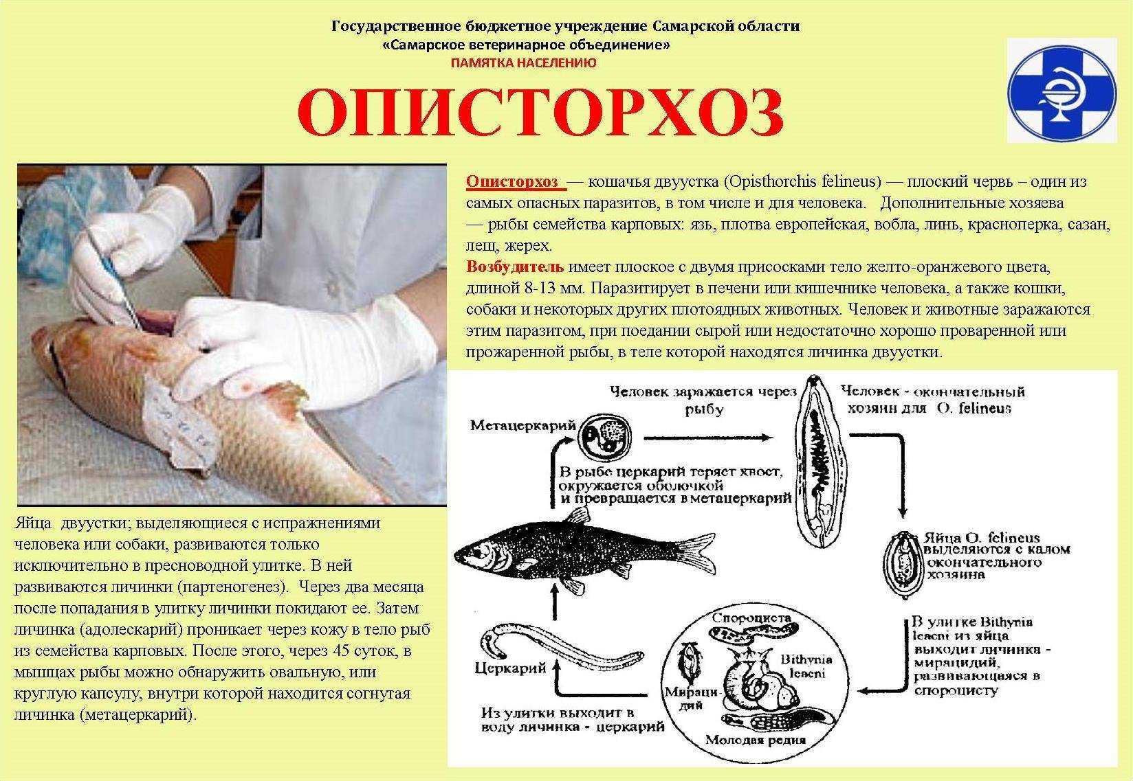 Особенности кошачьей двуустки чем опасен этот паразит для кошек и людей Эффективные способы лечения
