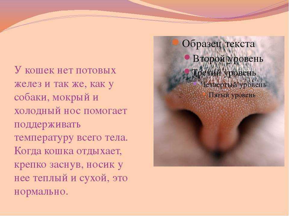 Почему у кошки может быть сухой и теплый нос