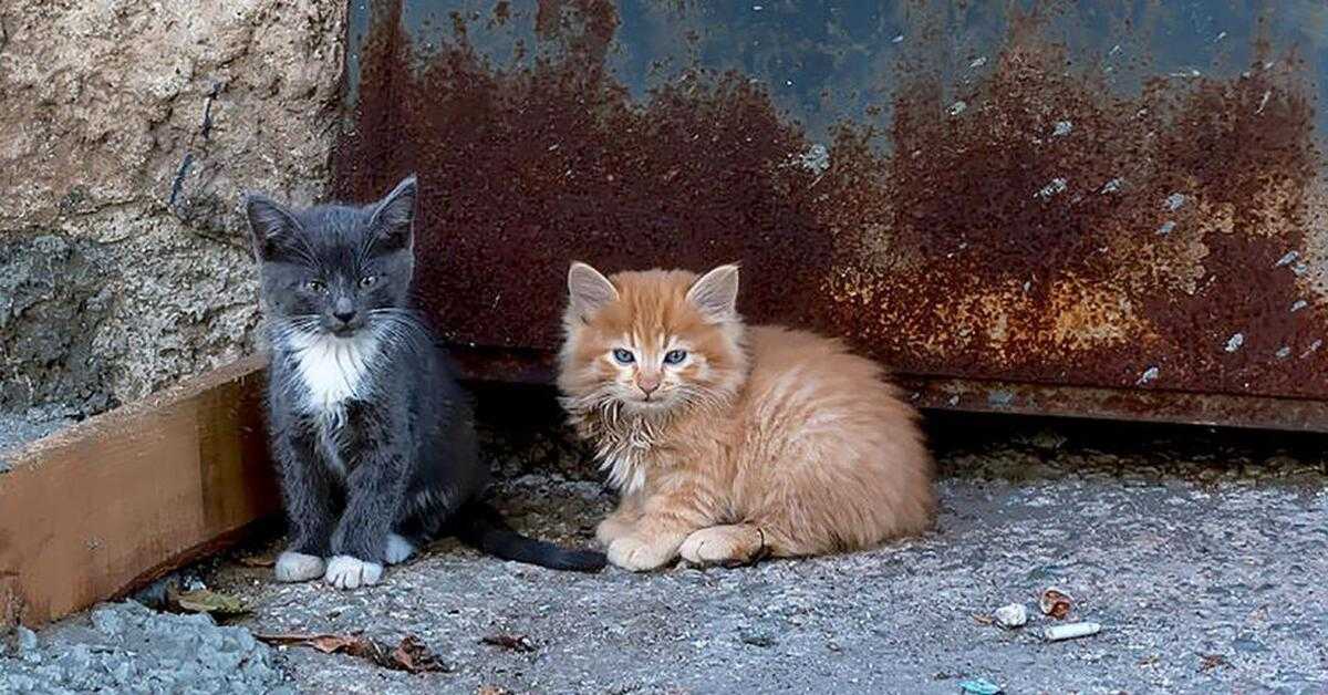 Дворовая кошка - плюсы и минусы