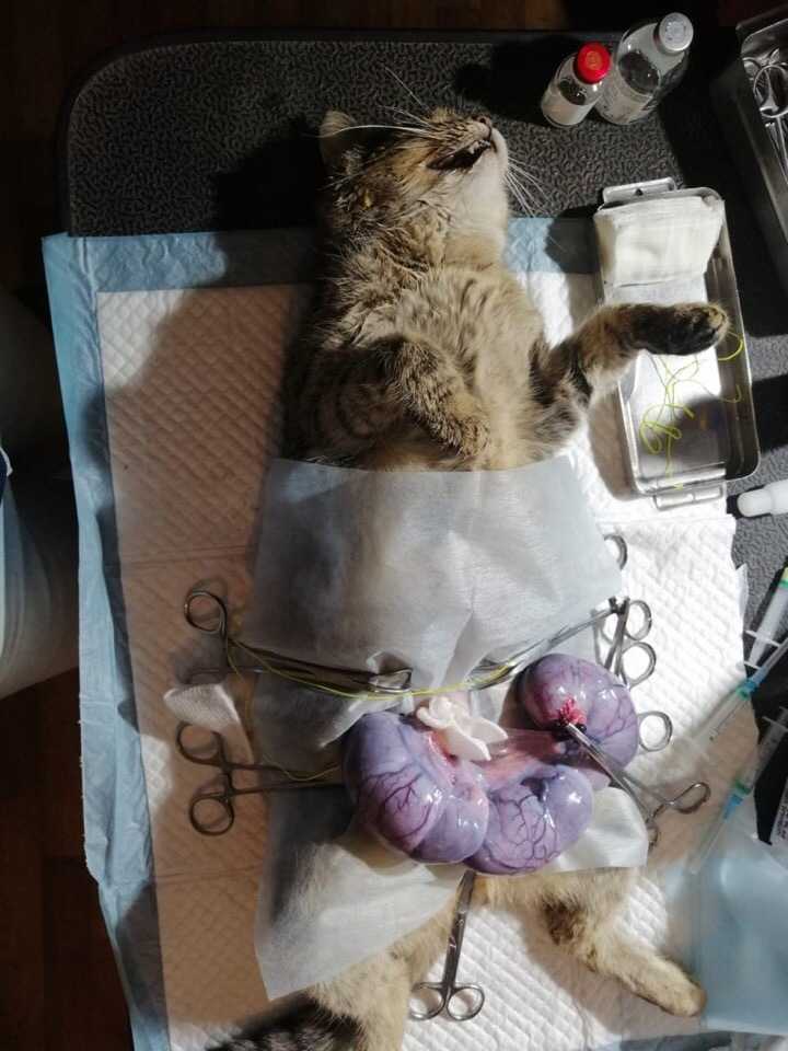 До какого возраста кота можно кастрировать: мнение ветеринаров