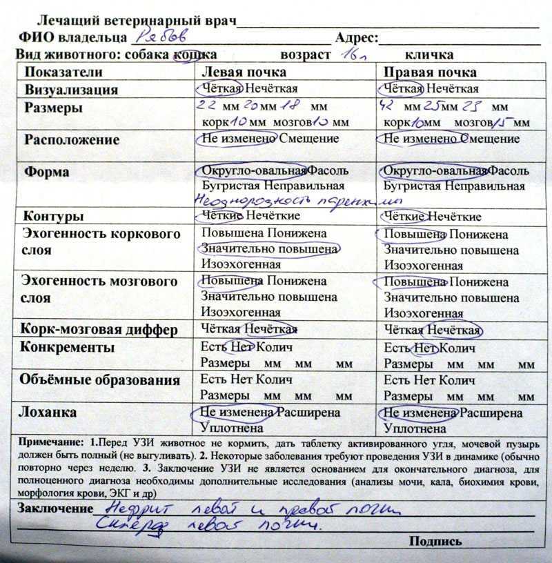 Как подготовиться к узи кошки: рекомендации для хозяев