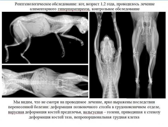 Рахит у котят: фото симптомов + инструкция, как вылечить рахит у котят в домашних условиях