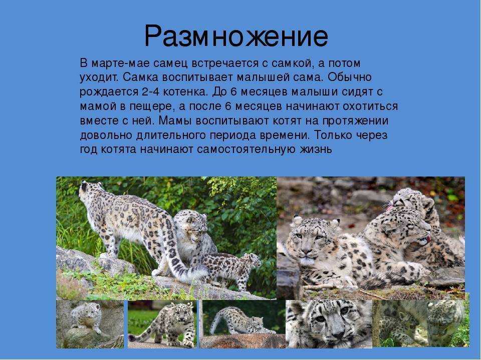 Снежный барс. где живут, чем питаются снежные барсы