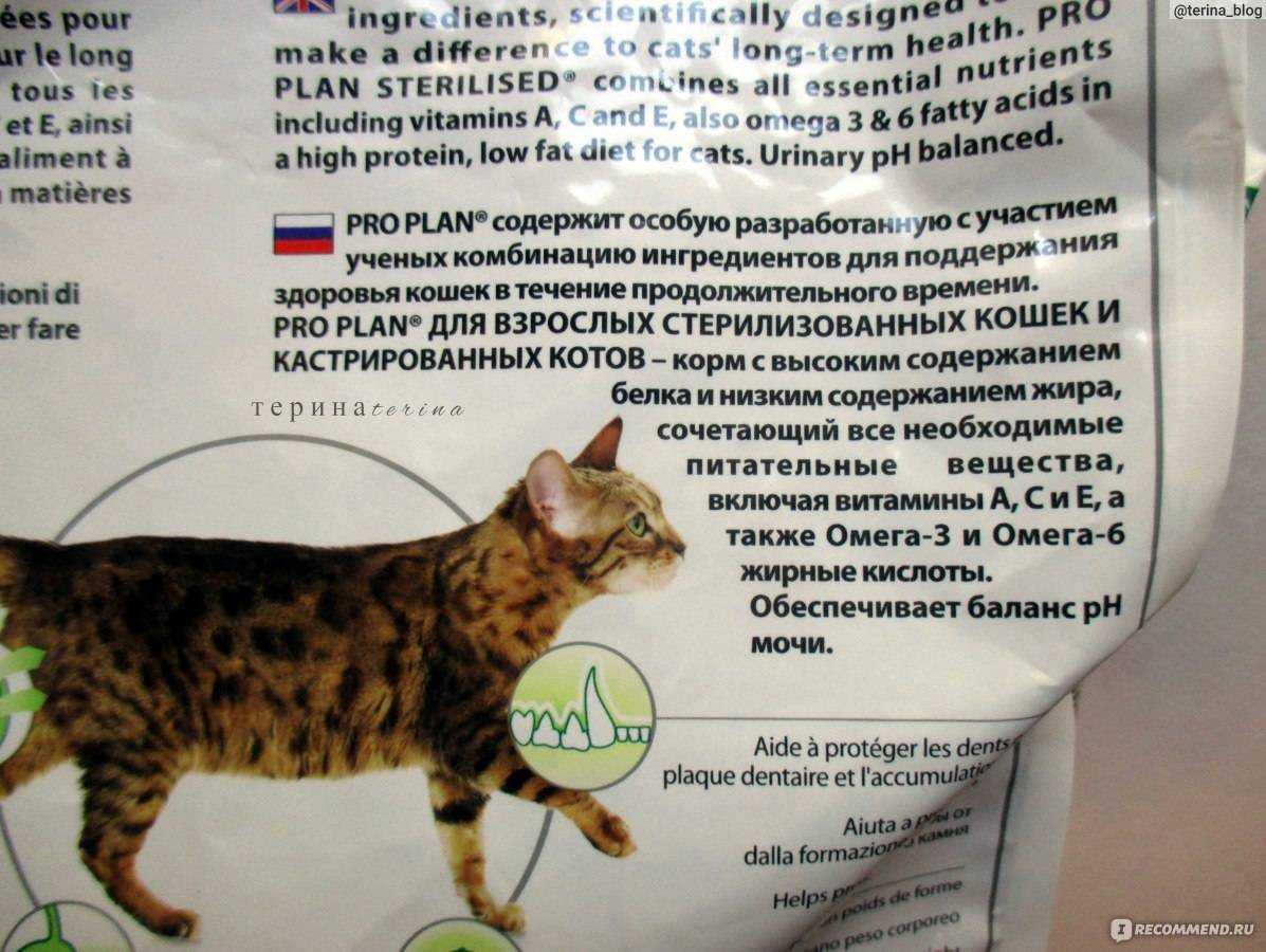 Чем кормить шотландскую кошку | kotey-ka.ru