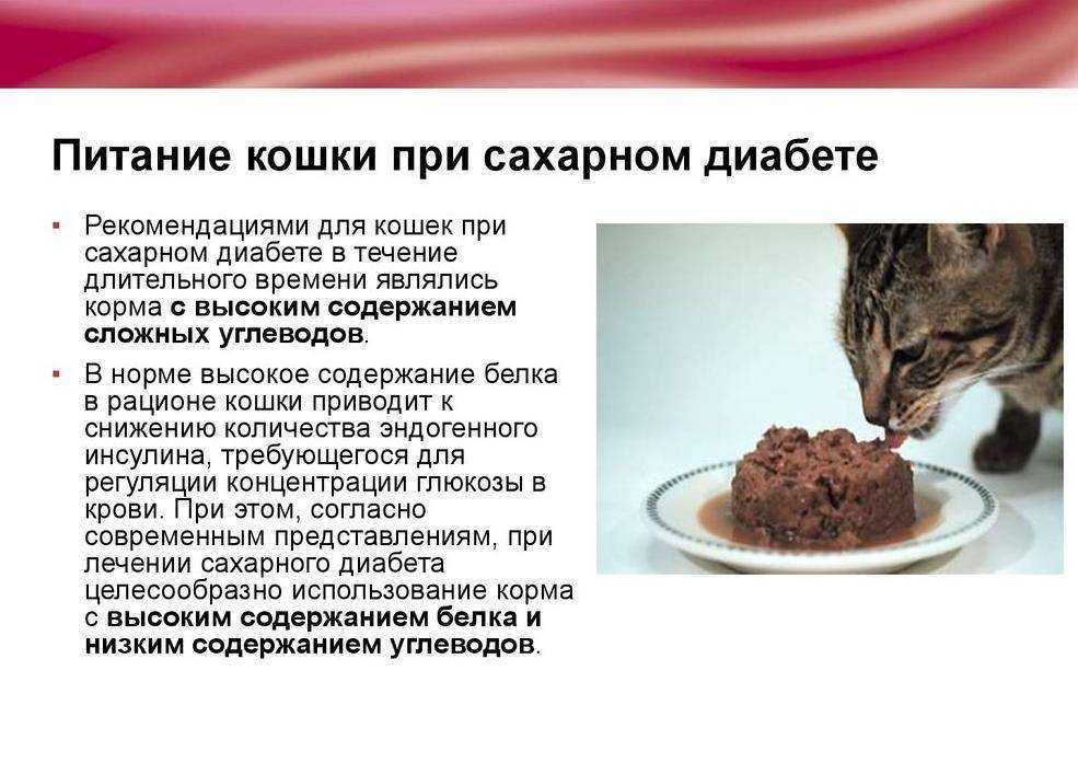 Благородные беспородные: кто такие кошки-метисы