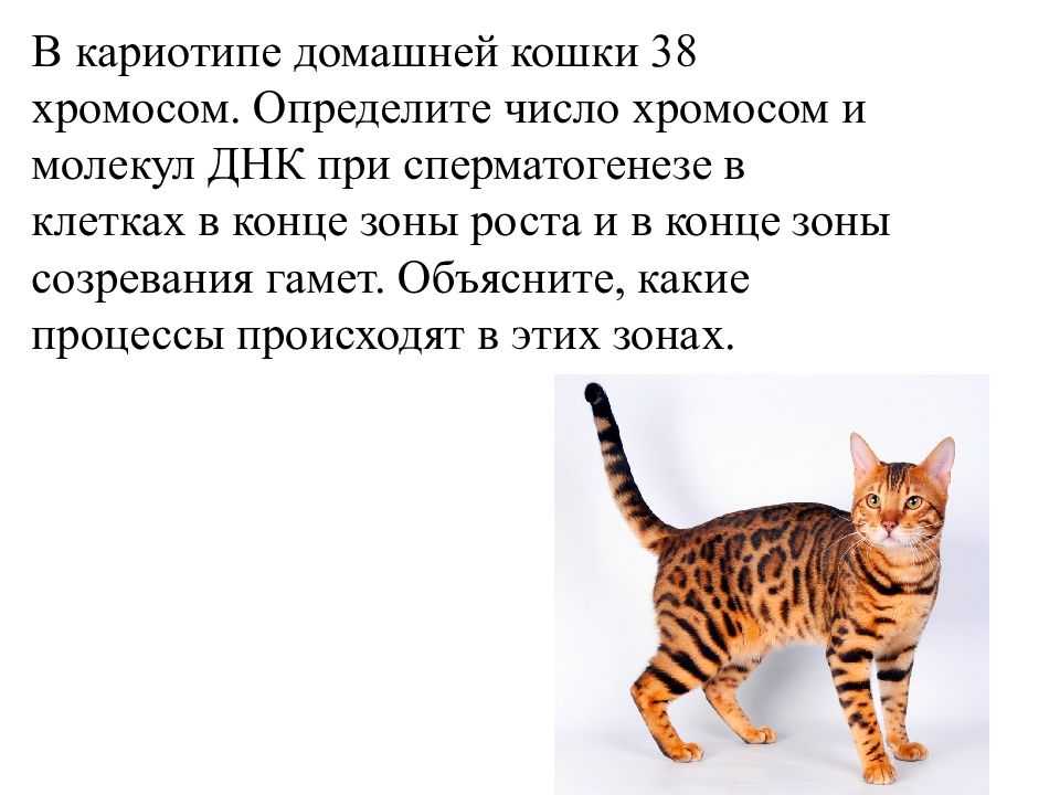 Сколько у кошки хромосом, генетические особенности животного и возможные отклонения