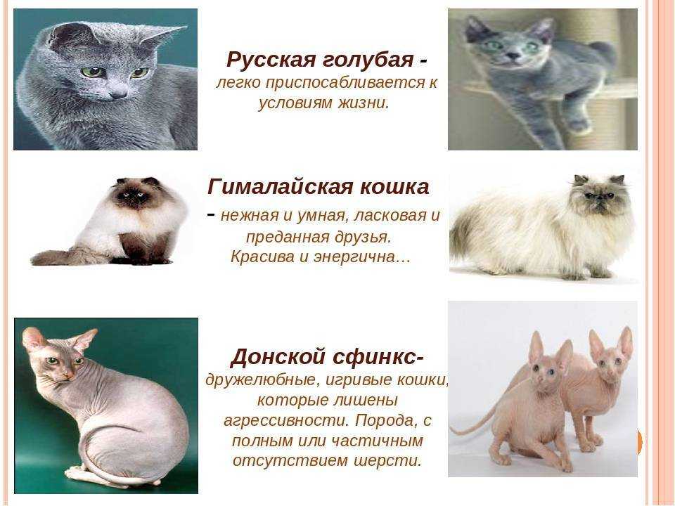 Самые добрые и ласковые породы кошек в мире: названия с фото и описанием