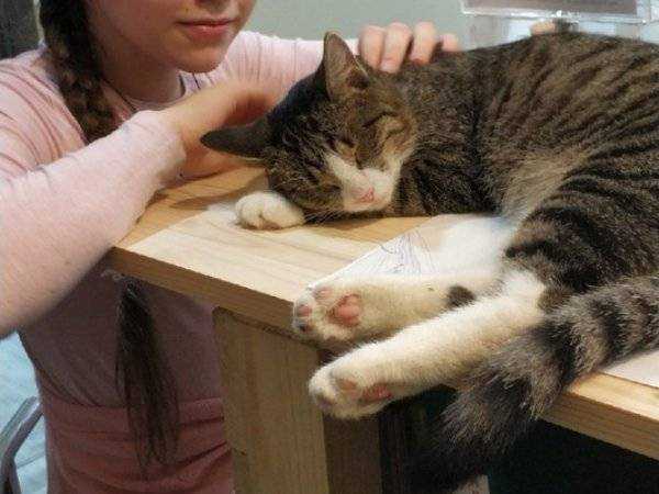 Какая память у кошек, сколько дней она длится, помнят ли коты людей?
