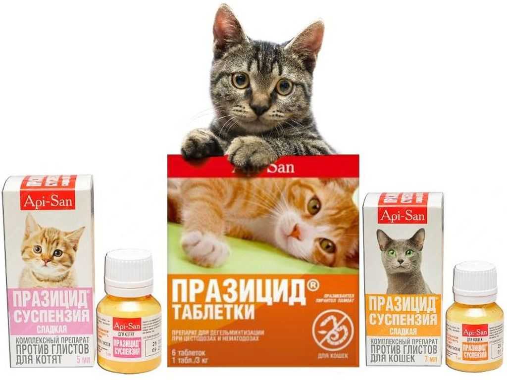 Дегельминтизация кошек: как часто проводить в домашних условиях и какие препараты использовать?