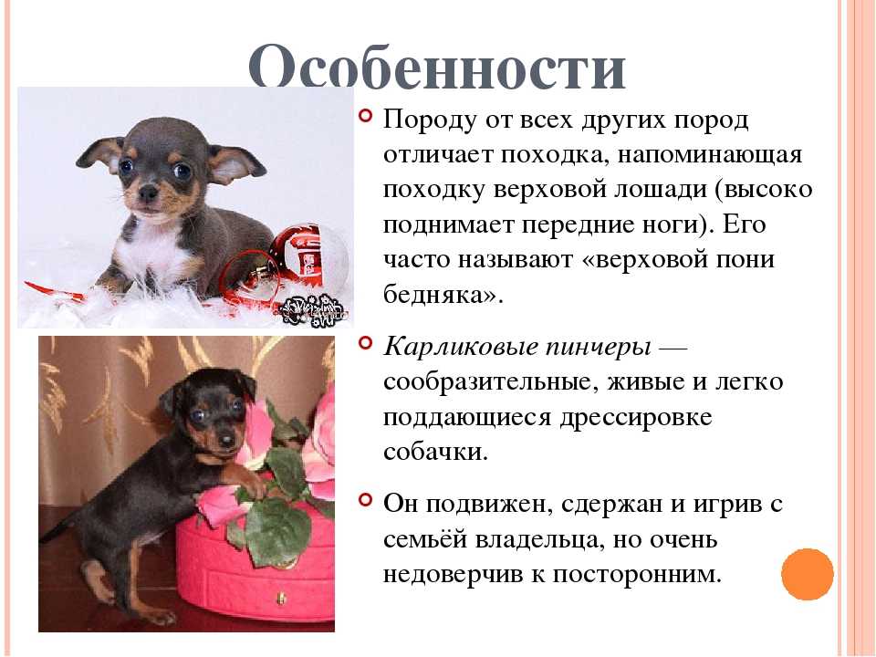 Все о цвергпинчерах: вес, окрасы миниатюрных пинчеров, характер собаки