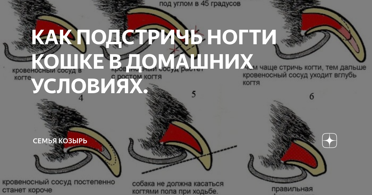 Как подстричь когти кошке: готовимся и проводим процедуру правильно | звери дома