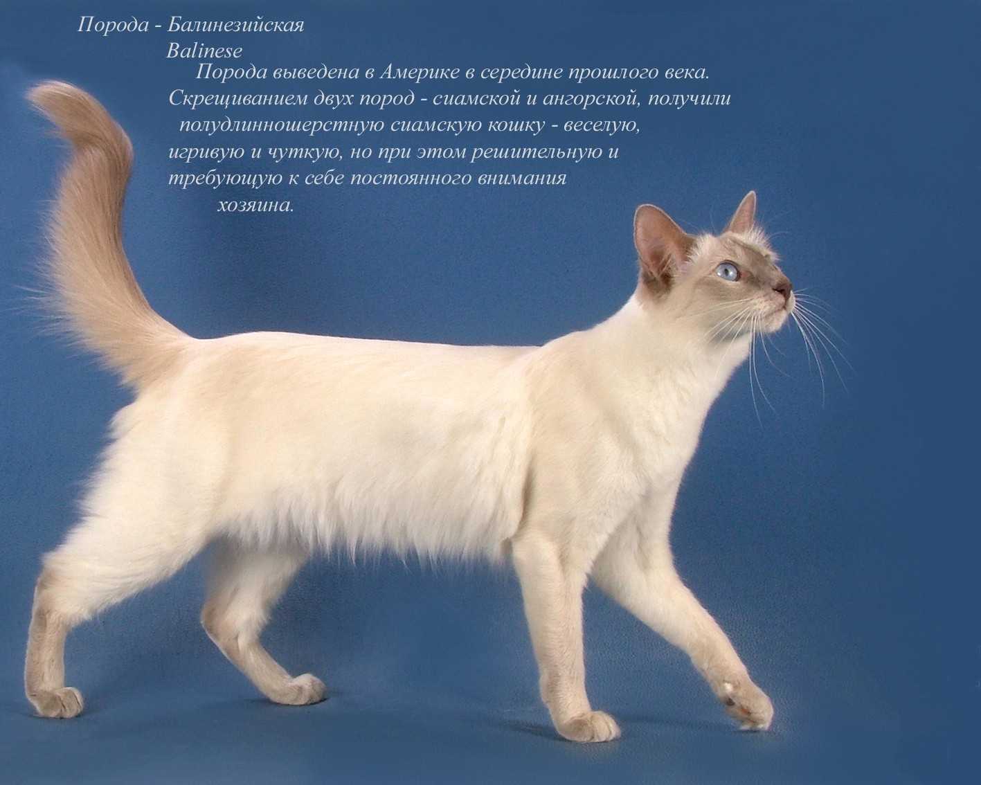10 самых популярных пород кошек
