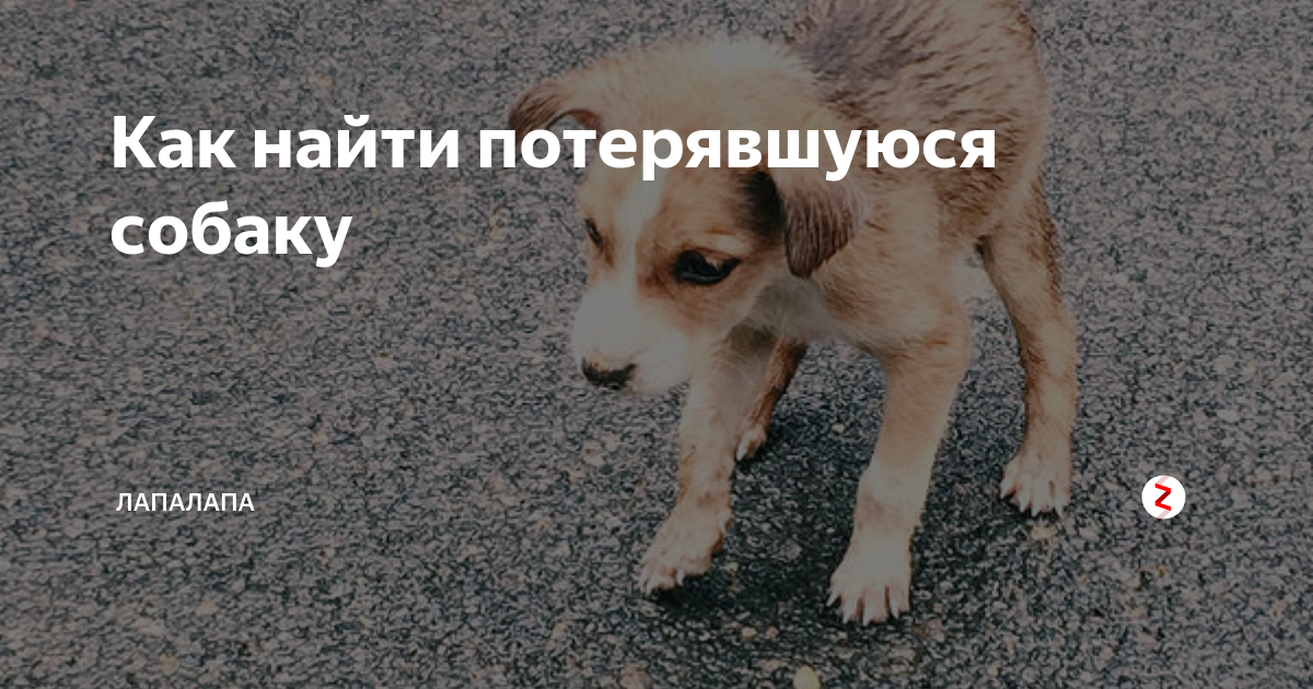Что делать, если потерялось домашнее животное - как искать.